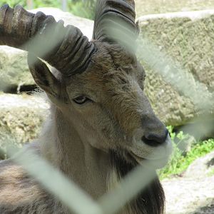 Jardin des Plantes de Paris - Kuban tur