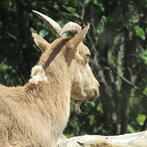 Jardin des Plantes de Paris - Kuban tur