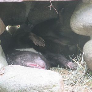Jardin des Plantes de Paris - Tasmanian devil