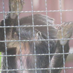 Jardin des Plantes de Paris - Goeldi's marmoset