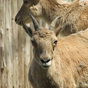 Jardin des Plantes de Paris - Kuban tur kid