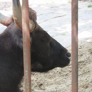 Jardin des Plantes de Paris - Gaur
