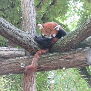 Jardin des Plantes de Paris - Red panda