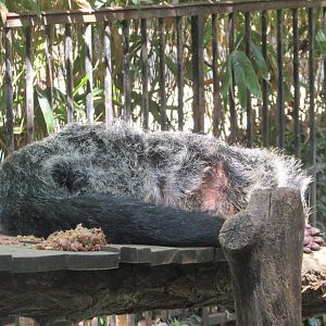 Jardin des Plantes de Paris - Binturong