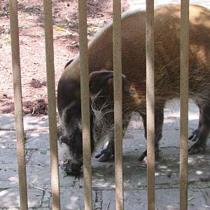 Jardin des Plantes de Paris - Red river hog