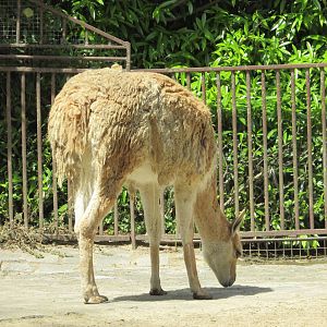 Jardin des Plantes de Paris - Vicugna