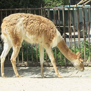 Jardin des Plantes de Paris - Another vicugna