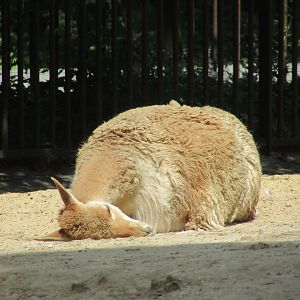 Jardin des Plantes de Paris - Sleeping vicugna