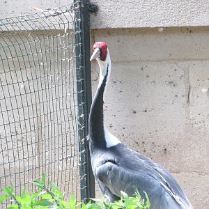 Jardin des Plantes de Paris - White-naped crane