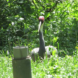 Jardin des Plantes de Paris - (Another?) white-naped crane