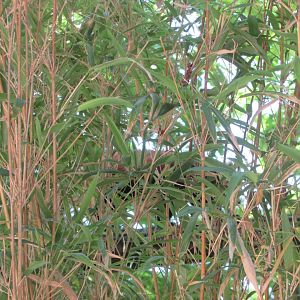 Jardin des Plantes de Paris - Red panda behind bamboo fence