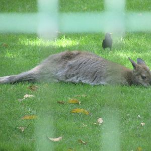 Jardin des Plantes de Paris - Red-necked wallaby and wild starling