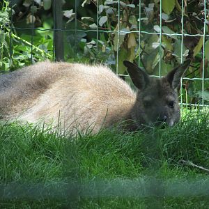 Jardin des Plantes de Paris - Another red-necked wallaby