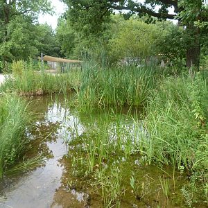 Artificially generated wetland -Zoodyssée (2025)