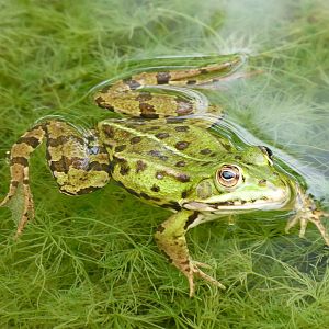 Edible frog -Zoodyssée (2025)