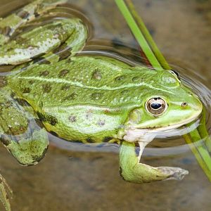 Edible frog -Zoodyssée (2025)