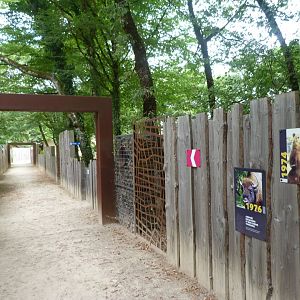 Path following the zoo's main route -Zoodyssée (2025)