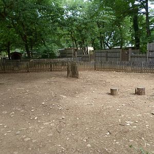 West African pygmy goat exhibit -Zoodyssée (2025)