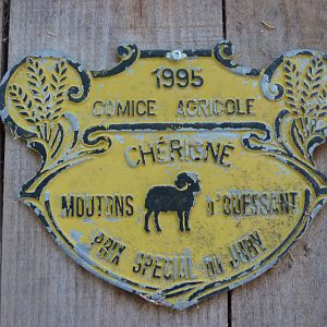 Agricultural show prize for Ouessant sheep -Zoodyssée (2025)