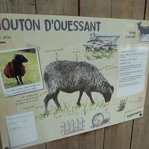 Ouessant sheep sign -Zoodyssée (2025)