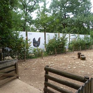 Ouessant sheep exhibit -Zoodyssée (2025)