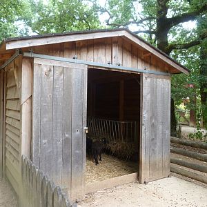 Ouessant sheep exhibit -Zoodyssée (2025)