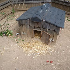Guinea pig exhibit -Zoodyssée (2025)
