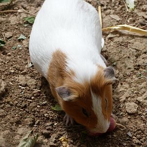 Guinea pig -Zoodyssée (2025)