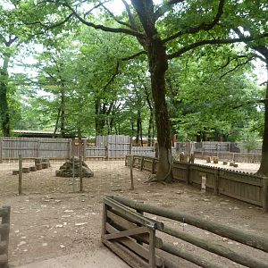 West African pygmy goat exhibit -Zoodyssée (2025)