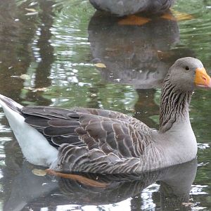 Poitevin marsh grey goose -Zoodyssée (2025)
