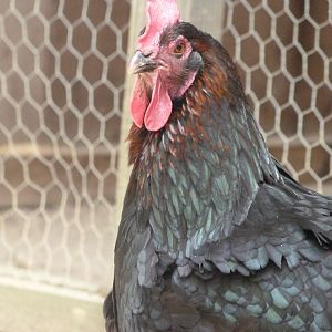 Marans hen -Zoodyssée (2025)