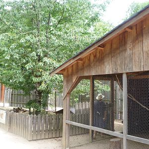 Rabbit, chicken and guineafowl coop -Zoodyssée (2025)