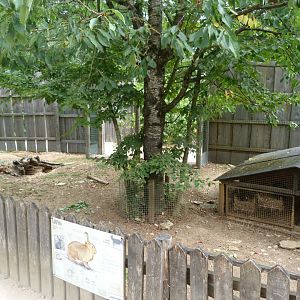 Black rex rabbit exhibit -Zoodyssée (2025)