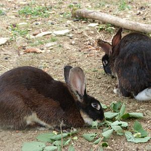 Black rex rabbits -Zoodyssée (2025)