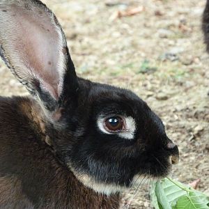 Black rex rabbit -Zoodyssée (2025)