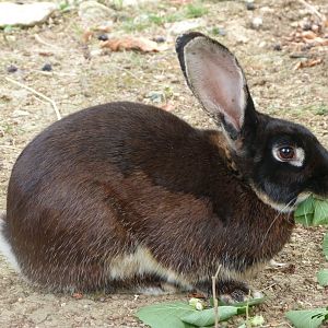 Black rex rabbit -Zoodyssée (2025)