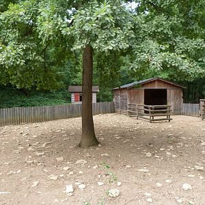 Breton black-pied cow exhibit -Zoodyssée (2025)