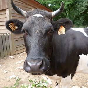 Breton black-pied cow -Zoodyssée (2025)