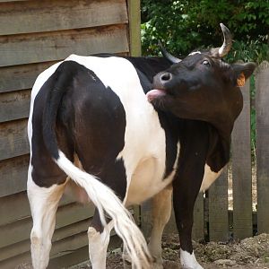 Breton black-pied cow -Zoodyssée (2025)