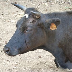 Breton black-pied cow -Zoodyssée (2025)