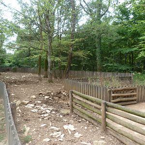 Western white pig exhibit -Zoodyssée (2025)