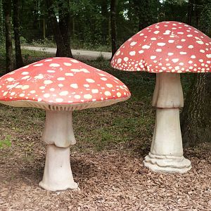 Giant fungi -Zoodyssée (2025)