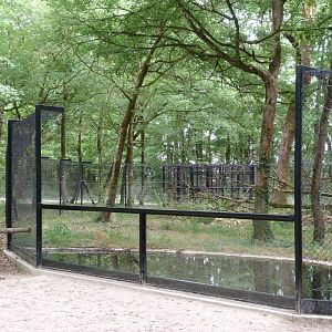 European wildcat exhibit -Zoodyssée (2025)