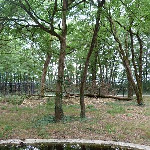 European wildcat exhibit -Zoodyssée (2025)