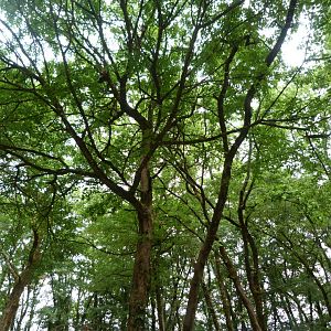 European wildcat exhibit -Zoodyssée (2025)