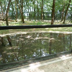 Water moat in wildcat exhibit -Zoodyssée (2025)