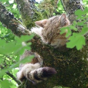 European wildcat -Zoodyssée (2025)