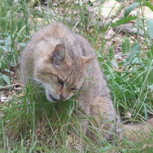 European wildcat -Zoodyssée (2025)