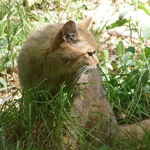 European wildcat -Zoodyssée (2025)