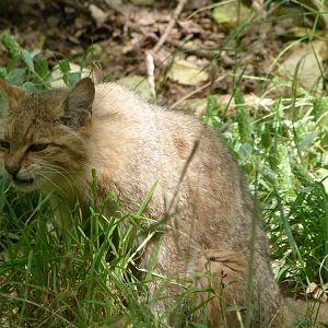 European wildcat -Zoodyssée (2025)